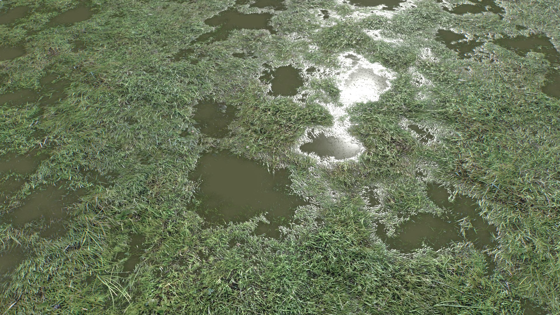 Wet Grass terrain PBR textures model https://p.turbosquid.com/ts-thumb/18/4DNAKd/16/untitled_006/png/1751392744/1920x1080/fit_q87/f2ab466942f90abb24d20aaa2f414f1491d4388b/untitled_006.jpg