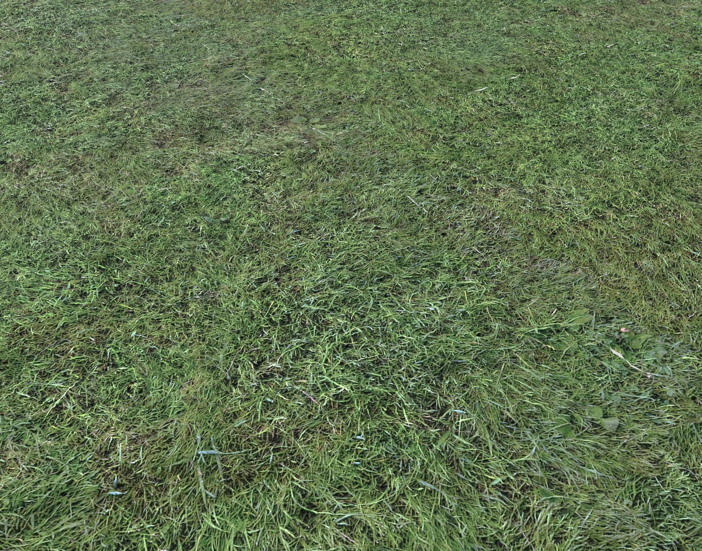 Wet Grass terrain PBR textures model https://p.turbosquid.com/ts-thumb/18/4DNAKd/4b/screenshot002/png/1751394047/1920x1080/fit_q87/e0c44c81f4a306736d68a4d4129c36d513d654b0/screenshot002.jpg