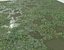 Wet Grass terrain PBR textures