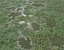 Wet Grass terrain PBR textures