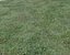 Wet Grass terrain PBR textures