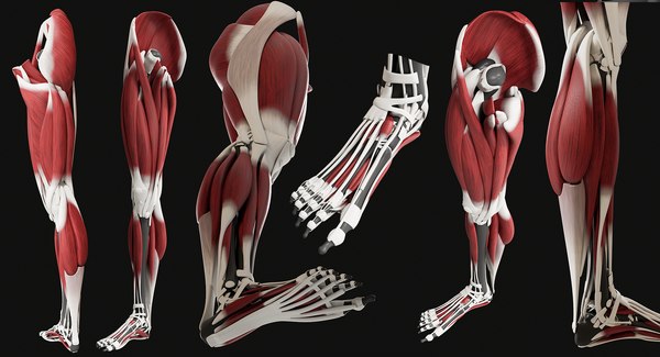 3D model male skeleton muscular - TurboSquid 1389878