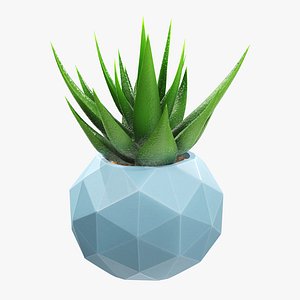 Succulent in planter pot plant 01