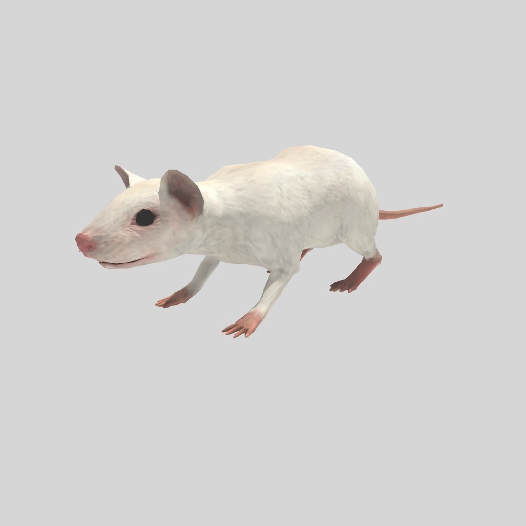 Mouse Rigged Anim 3D - TurboSquid 1505369