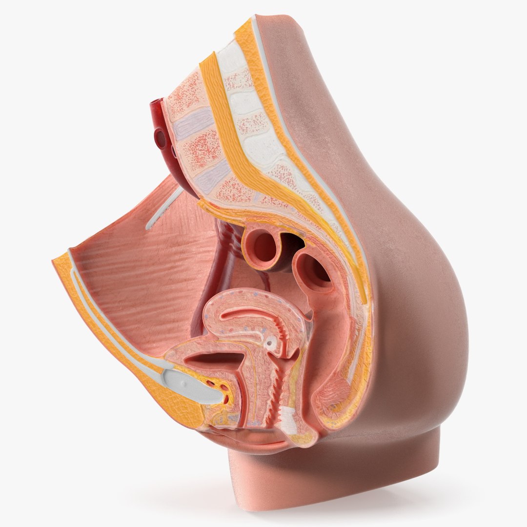 3D Model Female Reproductive System - TurboSquid 1839182, image size:1080x1080