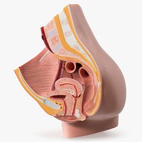 Medical Model Female Pelvic Anatomy Cross Section
