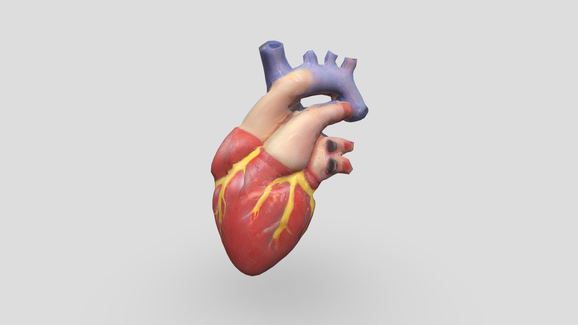 Human Heart 3D - TurboSquid 2239495