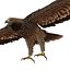 3d imperial eagle model