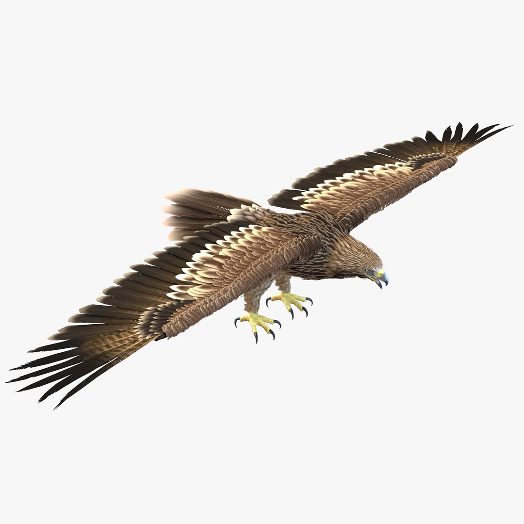 Imperial Eagle 3D model preview