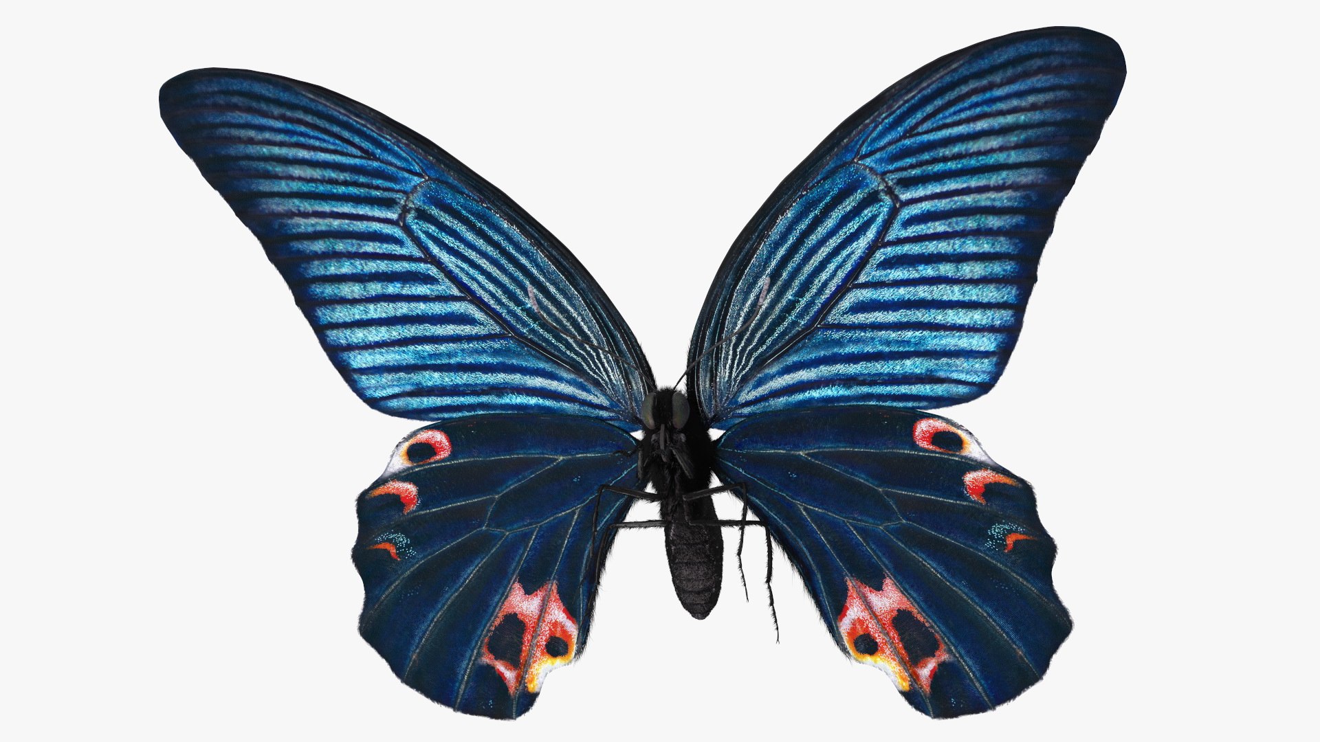 Papilio Protenor Butterfly Male Fur 3D model preview