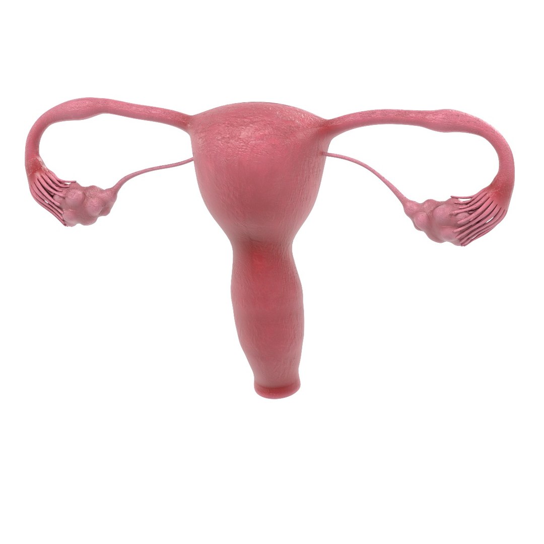 uterus section female reproductive 3d model https://p.turbosquid.com/ts-thumb/18/hS17MO/DOK7fU0N/reproductivefemalesectionc/jpg/1458219804/1920x1080/fit_q87/981d07ae2cd8e2566b1d1bc558164770e27e21b7/reproductivefemalesectionc.jpg