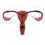 Sección del útero (Reproductiva femenina)