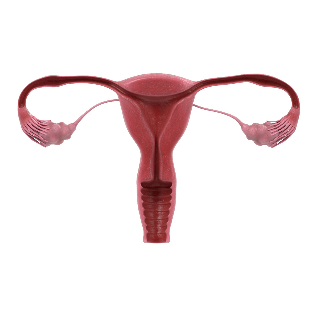 uterus section female reproductive 3d model https://p.turbosquid.com/ts-thumb/18/hS17MO/HE4UPjsU/0001/jpg/1458219909/1920x1080/turn_fit_q99/e276d9a8746168acd51198c061deb35c970c1dfc/0001-1.jpg