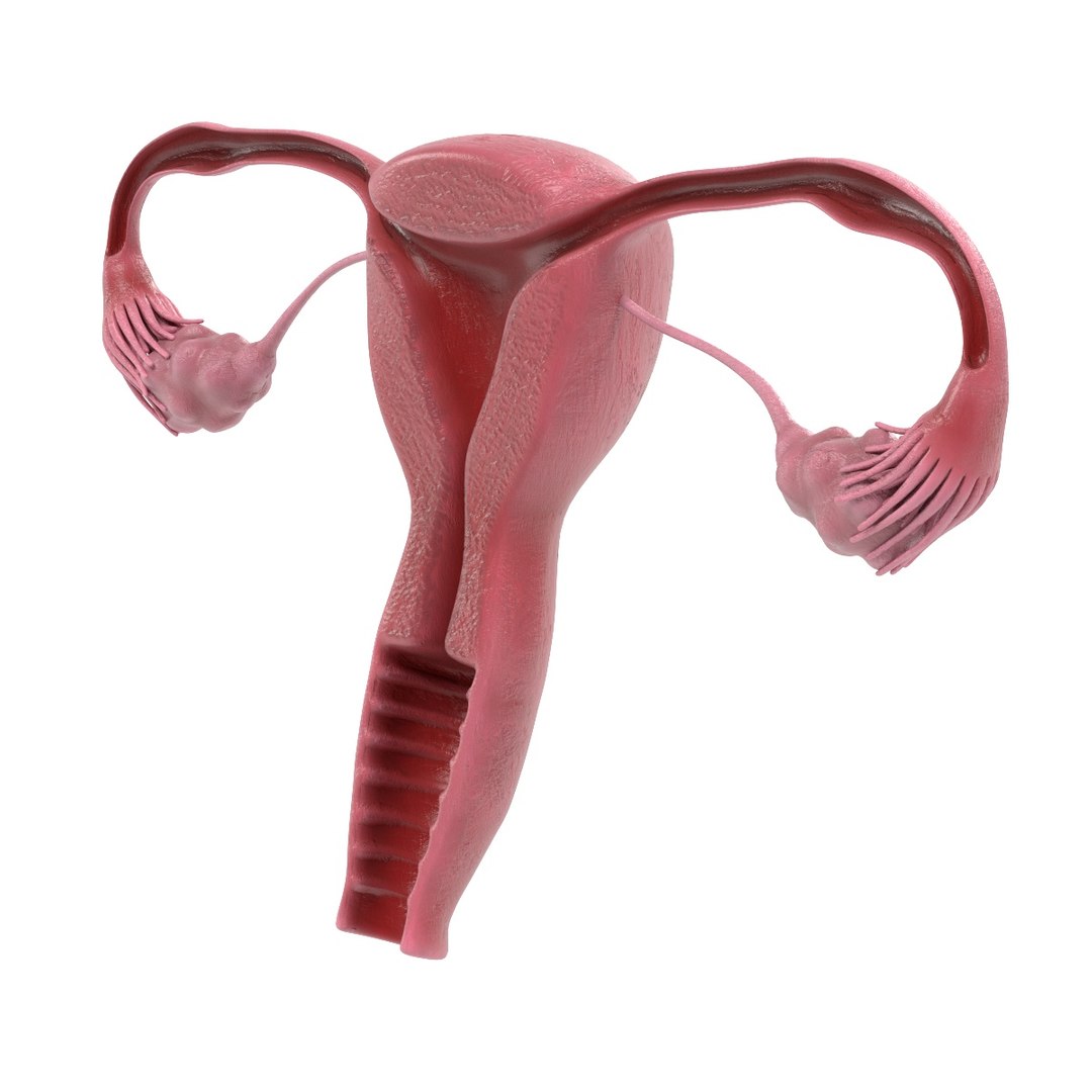 uterus section female reproductive 3d model https://p.turbosquid.com/ts-thumb/18/hS17MO/U3yic73V/reproductivefemalesectionb/jpg/1458219804/1920x1080/fit_q87/70e4b52acfffb4535cd09bb94d72ed0632c96947/reproductivefemalesectionb.jpg