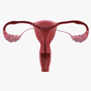 Uterus Section (Female Reproductive)