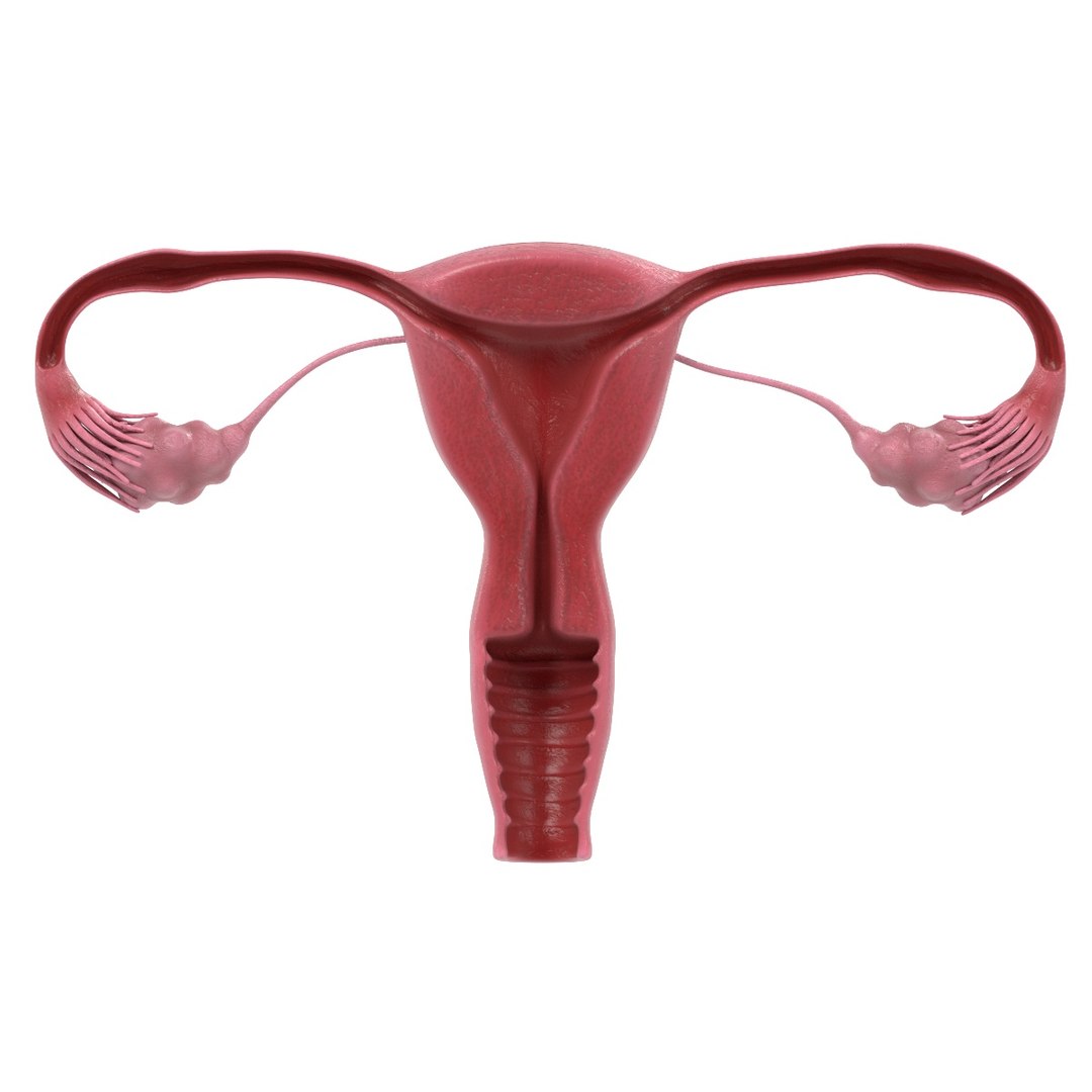 uterus section female reproductive 3d model https://p.turbosquid.com/ts-thumb/18/hS17MO/mjOtcOKD/reproductivefemalesectiona/jpg/1458219804/1920x1080/fit_q87/1d8ff8fe59e36d4e4959bf4eb4b15734d84cb300/reproductivefemalesectiona.jpg