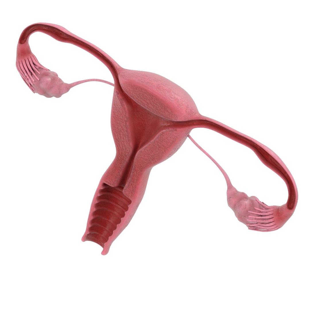 uterus section female reproductive 3d model https://p.turbosquid.com/ts-thumb/18/hS17MO/naiJkOnr/reproductivefemalesectiond/jpg/1458219804/1920x1080/fit_q87/e4b6ab8c2eb2e818e4af8fe4efb08448a500aa7b/reproductivefemalesectiond.jpg