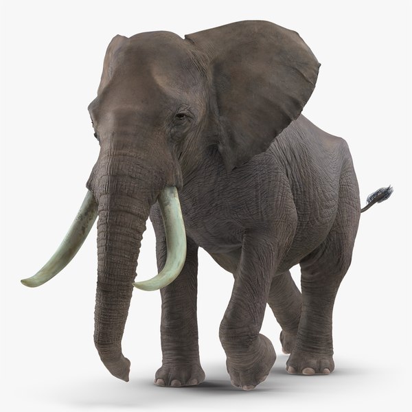 modelo 3d Elefante animado corriendo pelaje aparejado - TurboSquid 1451496