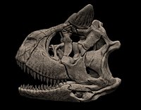 Carnotaurus Skull 3D Print Nodel