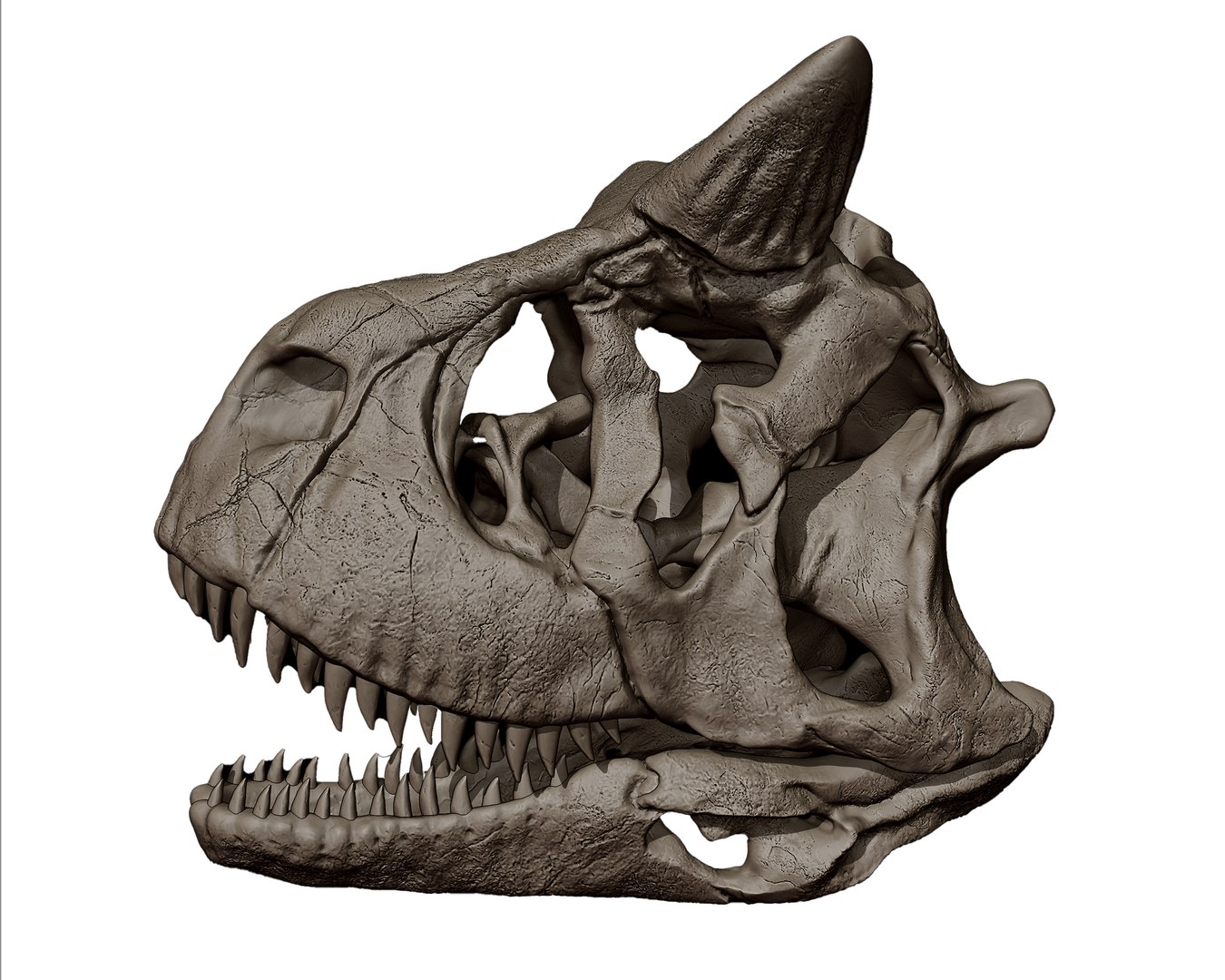 Carnotaurus Skull 3d Print Nodel 3d Turbosquid 2161655