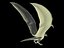 Wyvern