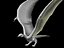 Wyvern