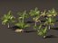 Beccariophoenix alfredii - High plateau coconut palm 03