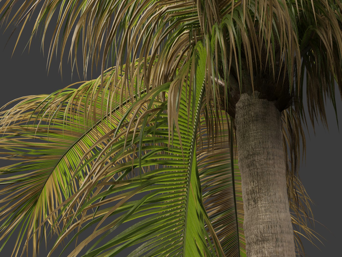 3D model Beccariophoenix alfredii - High plateau coconut palm 03 https://p.turbosquid.com/ts-thumb/18/rSvzwM/31/beccariophoenixalfredii0310/jpg/1694358778/1920x1080/fit_q87/1d7c62132cc7f4adbbdcc0815bf1ffe942ecd5e1/beccariophoenixalfredii0310.jpg