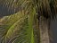 Beccariophoenix alfredii - High plateau coconut palm 03