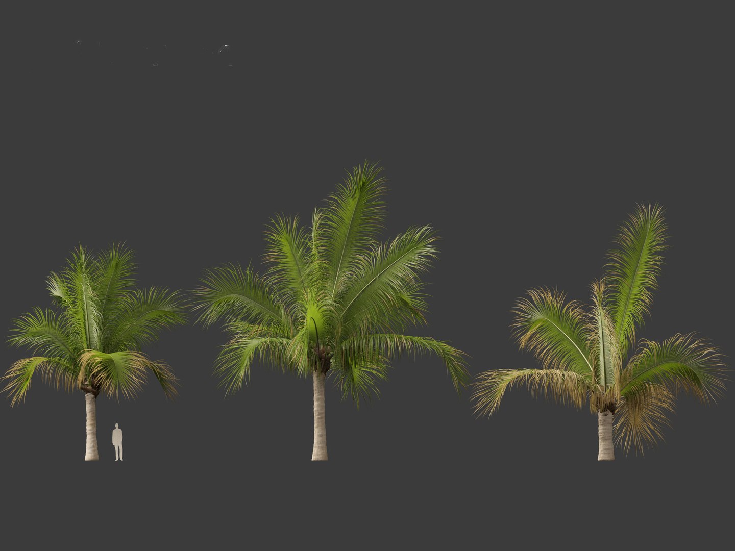 3D model Beccariophoenix alfredii - High plateau coconut palm 03 https://p.turbosquid.com/ts-thumb/18/rSvzwM/5e/beccariophoenixalfredii036/jpg/1694358765/1920x1080/fit_q87/7d8046e8716831c5ec2b5fd7211374dcf082072c/beccariophoenixalfredii036.jpg