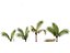 Beccariophoenix alfredii - High plateau coconut palm 03