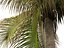 Beccariophoenix alfredii - High plateau coconut palm 03
