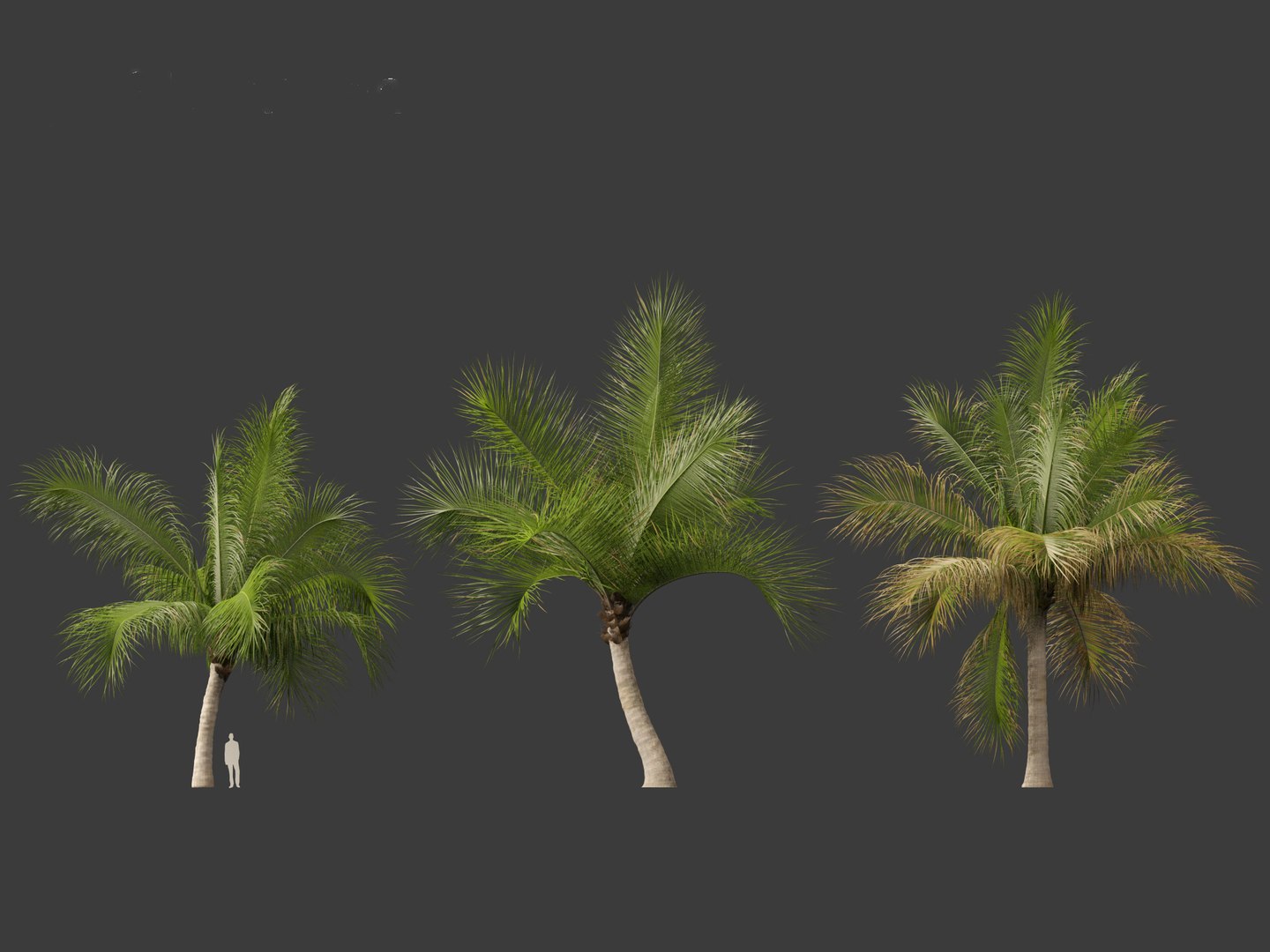 3D model Beccariophoenix alfredii - High plateau coconut palm 03 https://p.turbosquid.com/ts-thumb/18/rSvzwM/P6/beccariophoenixalfredii038/jpg/1694358770/1920x1080/fit_q87/e1cd68e014ba450f57ceacdb39d9fa8811a873b5/beccariophoenixalfredii038.jpg