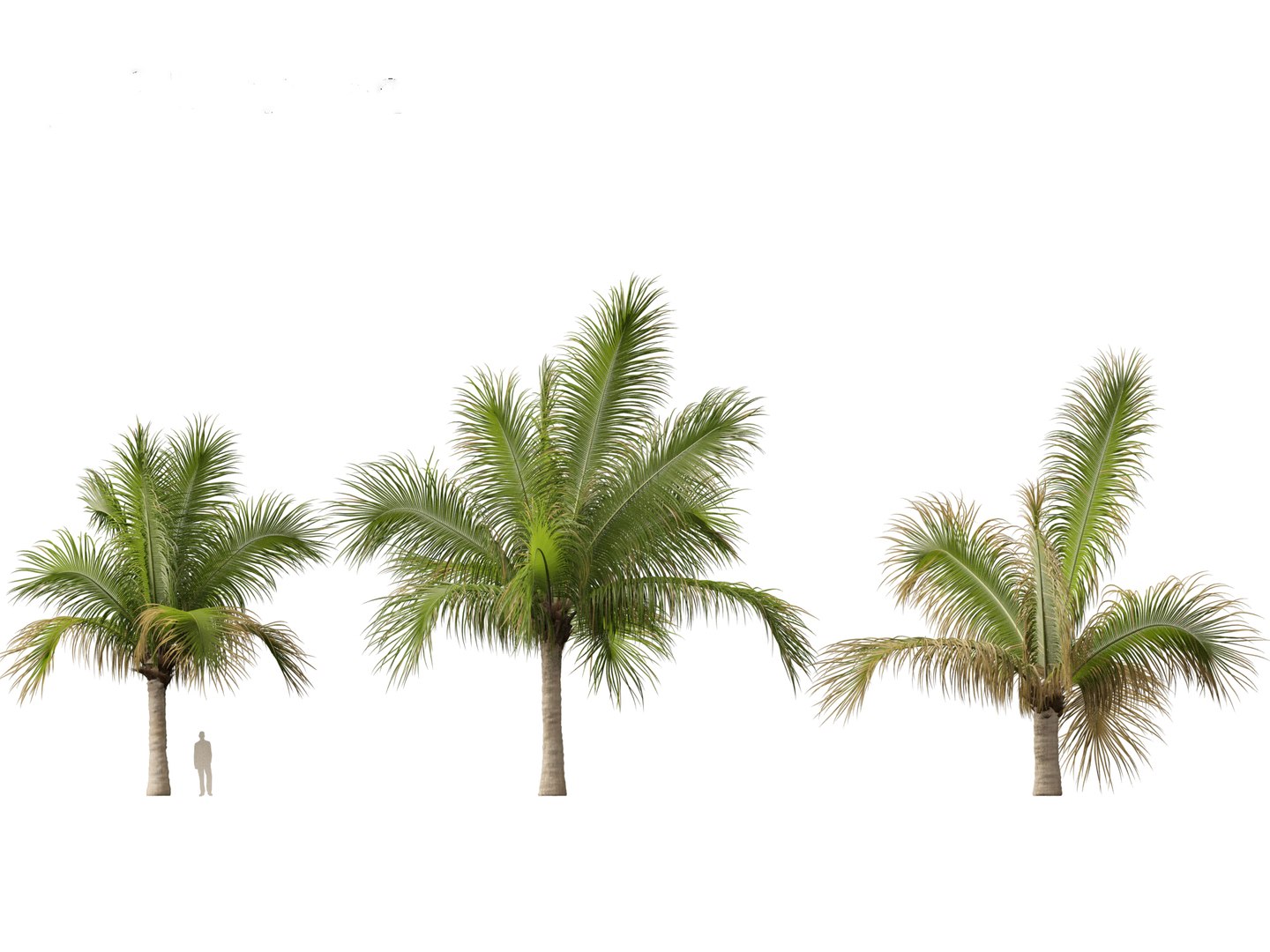 3D model Beccariophoenix alfredii - High plateau coconut palm 03 https://p.turbosquid.com/ts-thumb/18/rSvzwM/U3/beccariophoenixalfredii035/jpg/1694358762/1920x1080/fit_q87/2402b4cc57609f57e7ef2301f4e3df4a055913cf/beccariophoenixalfredii035.jpg