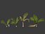 Beccariophoenix alfredii - High plateau coconut palm 03
