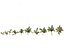 Beccariophoenix alfredii - High plateau coconut palm 03