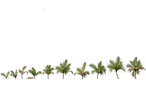 Beccariophoenix alfredii - High plateau coconut palm 03