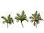Beccariophoenix alfredii - High plateau coconut palm 03