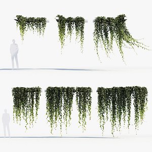 3D English ivy Hedera helix 02 model