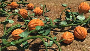 Pumpkin Plant