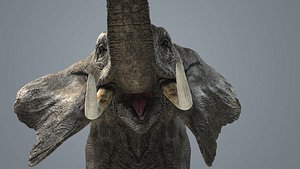 3D model photorealistic elephant animations