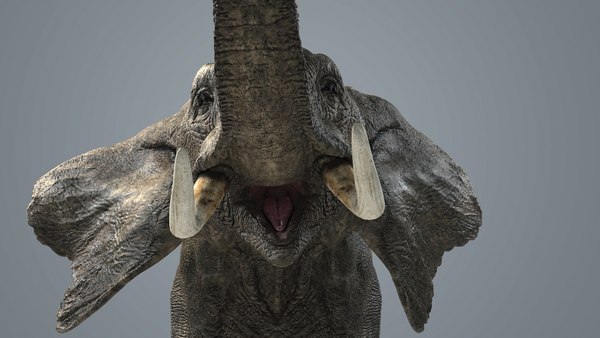 3D model photorealistic elephant animations