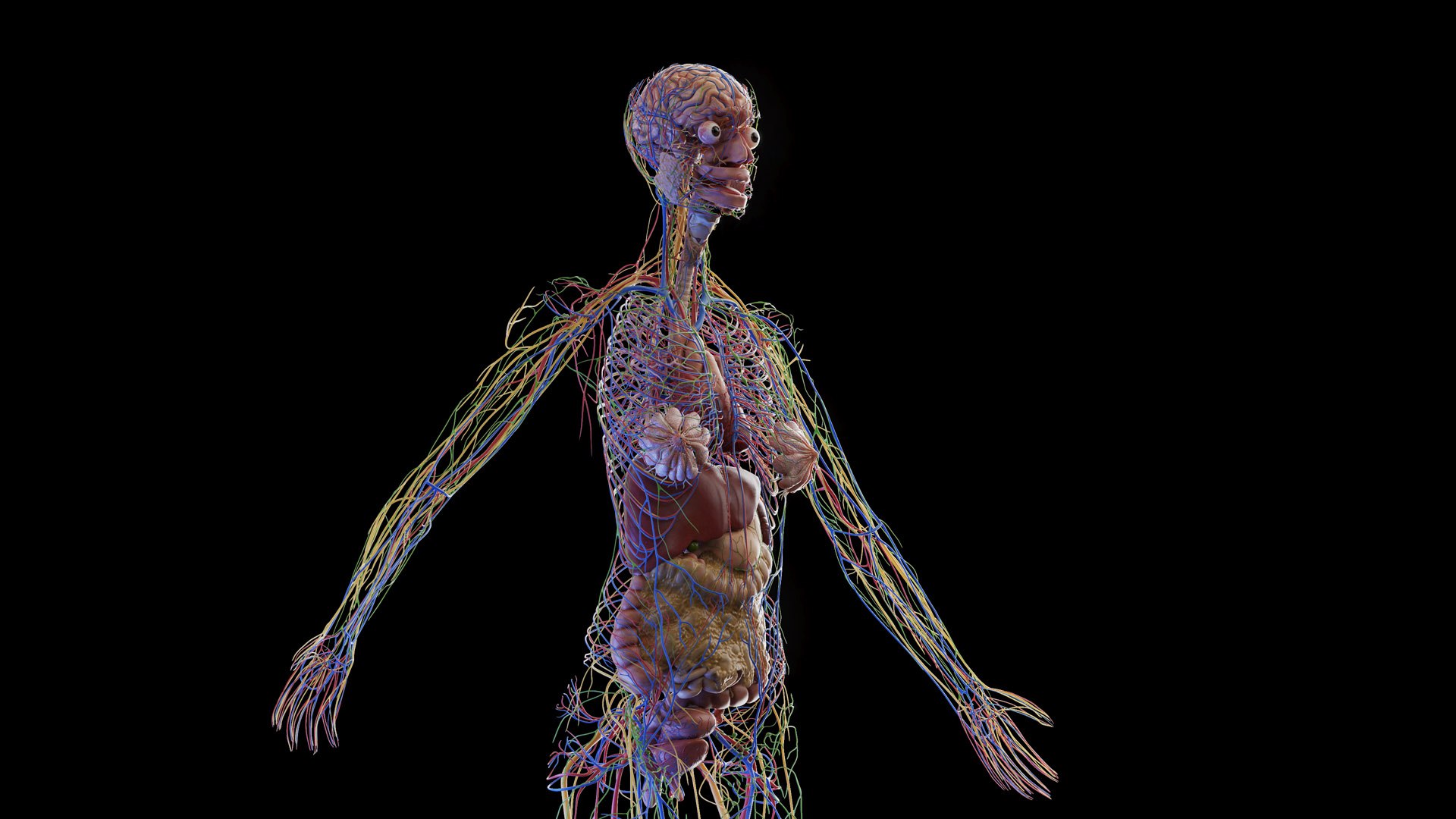 Complete Human Male and Female Anatomy Set2 3D https://p.turbosquid.com/ts-thumb/18/vISGzm/0p/female_anatomy_prod_09/jpg/1684432589/1920x1080/fit_q87/65c56b0c5a11902d18ed629a547fb775c8cb6348/female_anatomy_prod_09.jpg