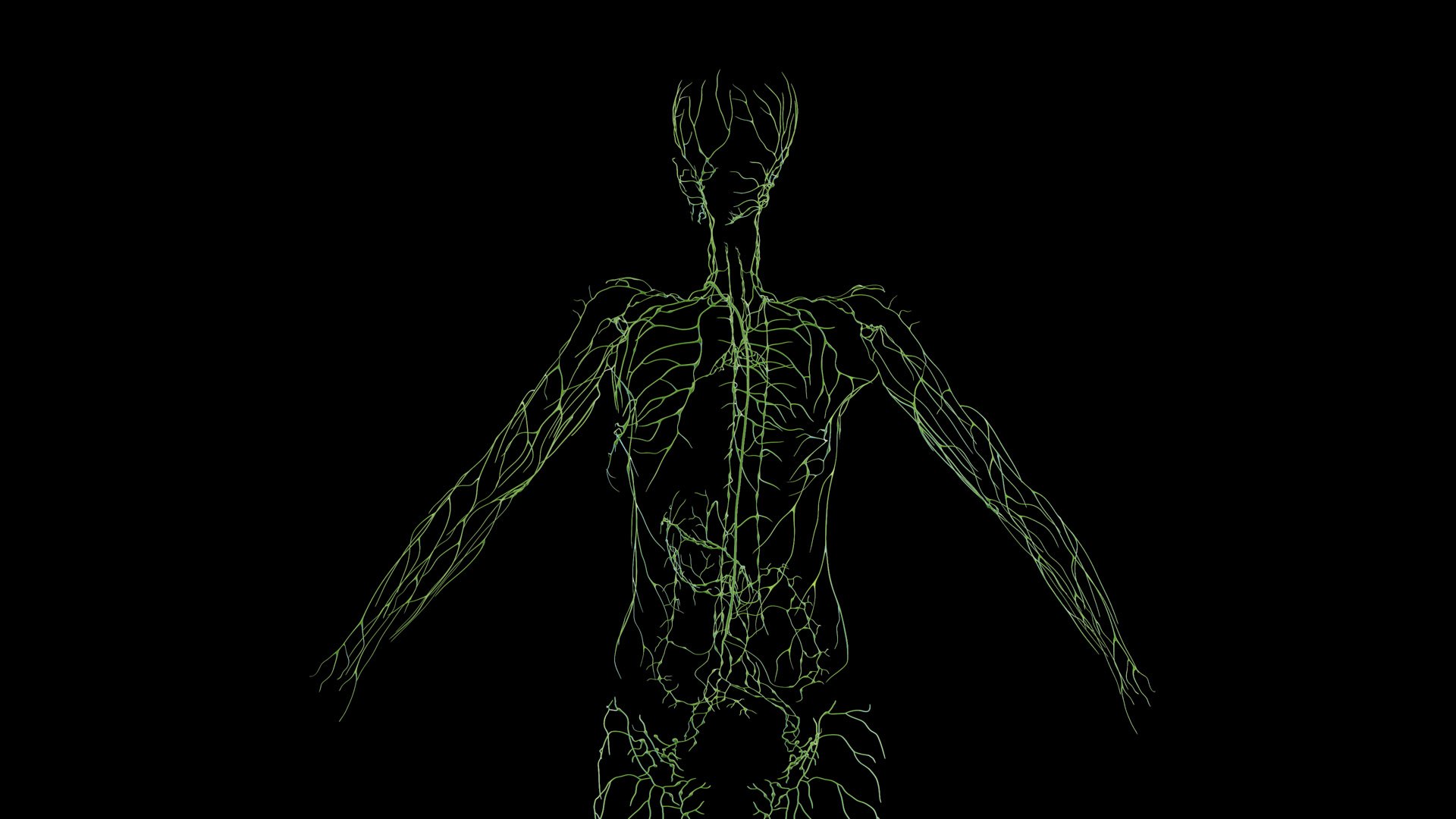 Complete Human Male and Female Anatomy Set2 3D https://p.turbosquid.com/ts-thumb/18/vISGzm/26/female_anatomy_prod_34/jpg/1684432602/1920x1080/fit_q87/a8d4c87dc542e453965fae0c2aa0881b46dd7ff7/female_anatomy_prod_34.jpg