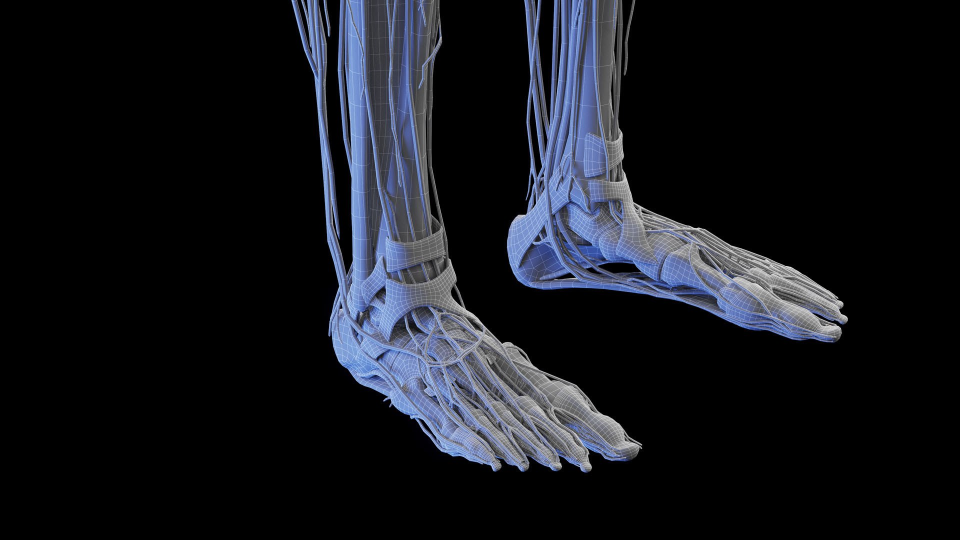Complete Human Male and Female Anatomy Set2 3D https://p.turbosquid.com/ts-thumb/18/vISGzm/3X/male_anatomy_wire_18/jpg/1684433333/1920x1080/fit_q87/e897126ebed4a9f5dceba92f2686010891ecf086/male_anatomy_wire_18.jpg