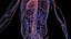 Complete Human Male and Female Anatomy Set2(1)
