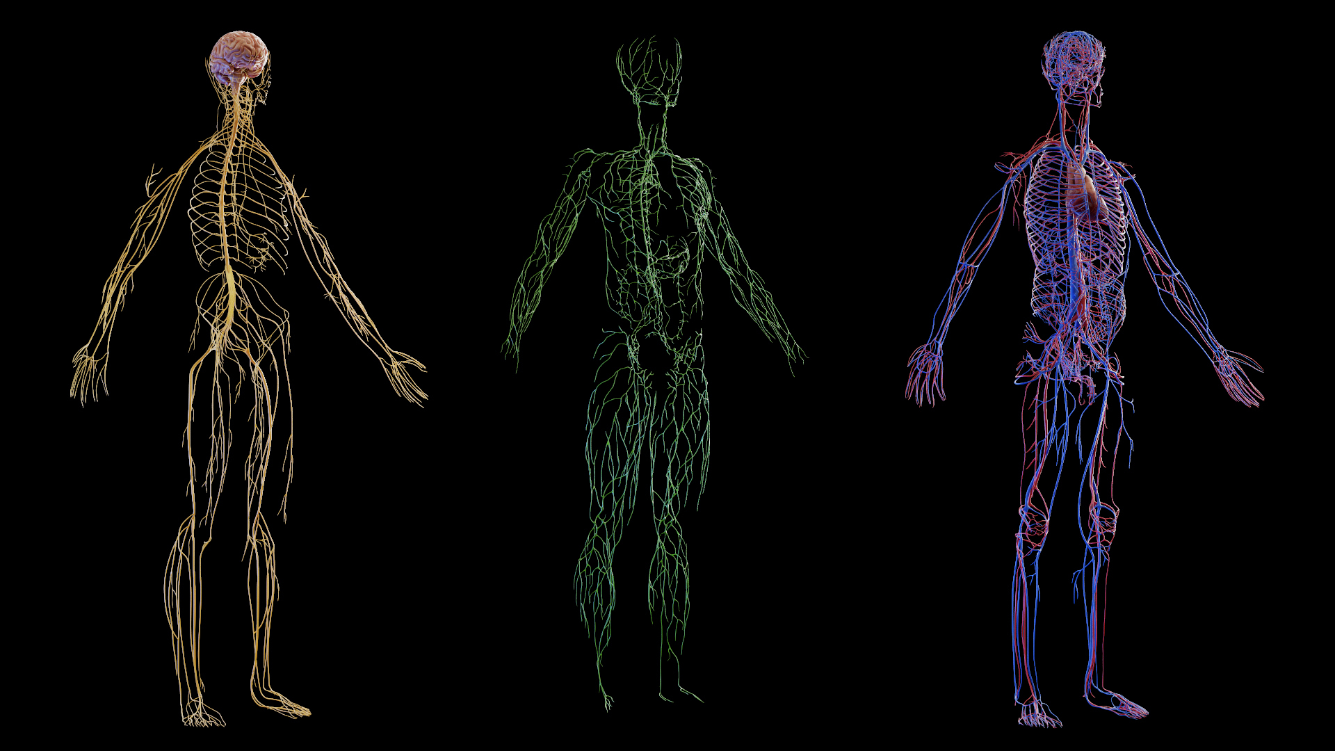 Complete Human Male and Female Anatomy Set2 3D https://p.turbosquid.com/ts-thumb/18/vISGzm/51/male_anatomy_tt_04/jpg/1684433461/1920x1080/turn_fit_q99/e96357edc14c9247a808a0b6f41b59c3c1414858/male_anatomy_tt_04-1.jpg