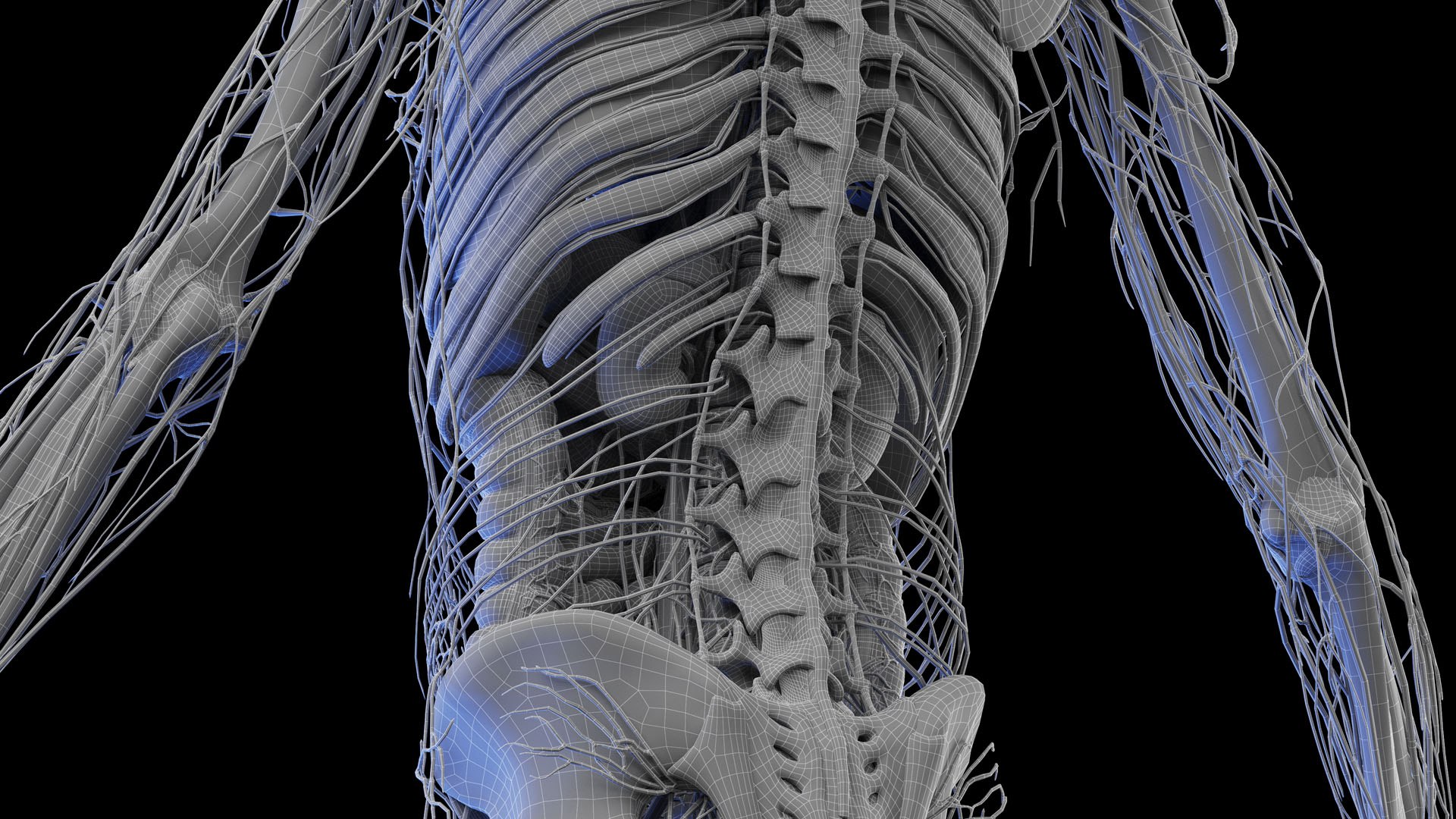 Complete Human Male and Female Anatomy Set2 3D https://p.turbosquid.com/ts-thumb/18/vISGzm/5n/male_anatomy_wire_13/jpg/1684433331/1920x1080/fit_q87/ef7c8ef97dc948bac35d90b6b9563aec83b3480c/male_anatomy_wire_13.jpg