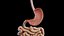 Complete Human Male and Female Anatomy Set2(1)