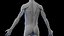 Complete Human Male and Female Anatomy Set2(1)